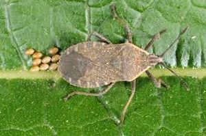 uploads/images/pest/melon beetle.jpg